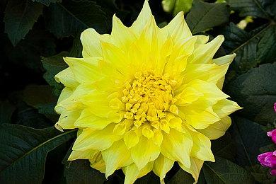 临时工定价 Xbox阿根廷区《荒野大镖客1+2》捆绑包仅售30元